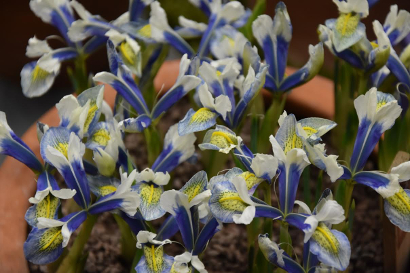 Iris reticulata 'Sea Breeze'